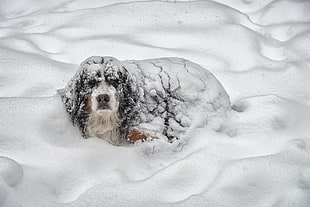 adult tan, white, and black Bernese Mountain dog playing on snowfield during daytime