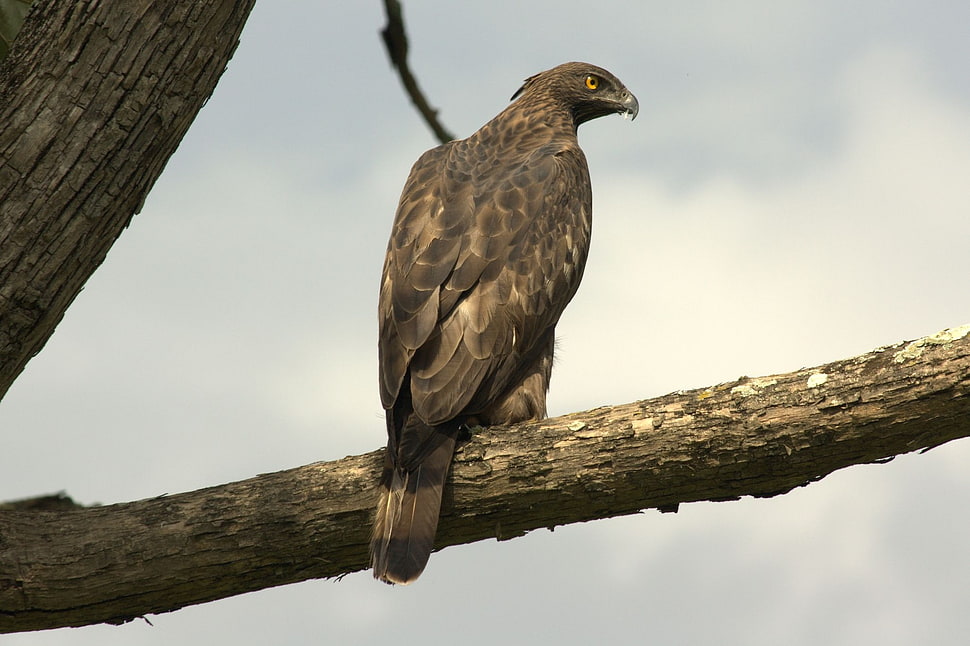 gray bald eagle on brown tree branch HD wallpaper