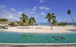 coconut trees and pool, beach, palm trees, hotel, swimming pool