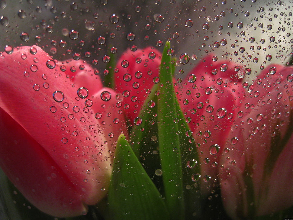 pink tulip flowers HD wallpaper