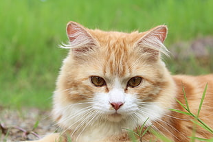 brown tabby cat on green grass field photo shot