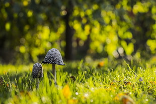 shallow focus photography of black mushrooms HD wallpaper