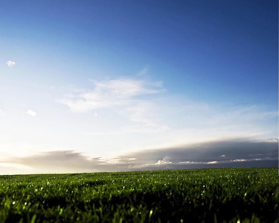 green fields, grass, sky, landscape HD wallpaper