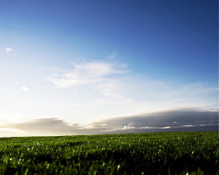 green fields, grass, sky, landscape