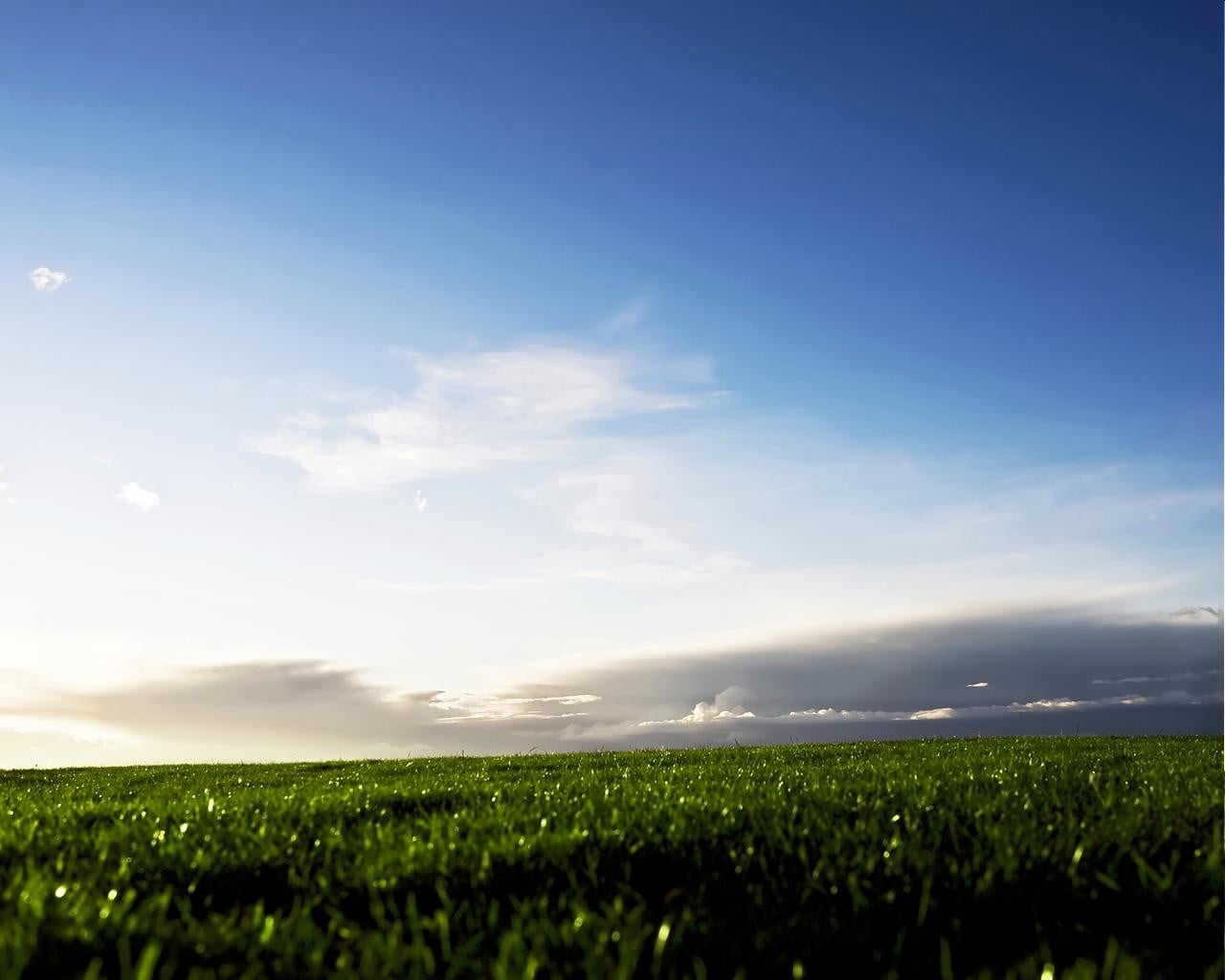 green fields, grass, sky, landscape