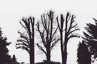 three leafless trees, Trees, Branches, Aesthetic