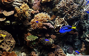blue and black fish, tropical fish, fish, animals, coral HD wallpaper