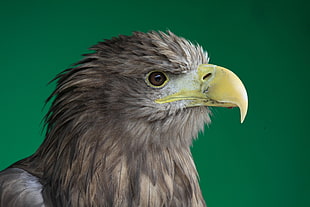 photo of gray eagle, sea eagle