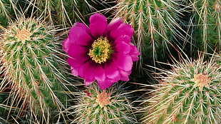pink petal flower beside green cactus during daytime