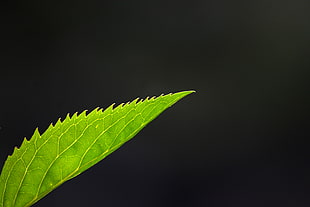 close up photo of green leaf HD wallpaper