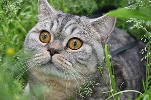 Chinchilla persian cat on grass