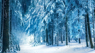 trees covered with snow, nature, winter, snow, landscape