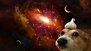 galaxy illustration, dog, space, universe, Garlic HD wallpaper