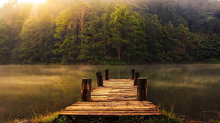 brown wooden dock, trees HD wallpaper