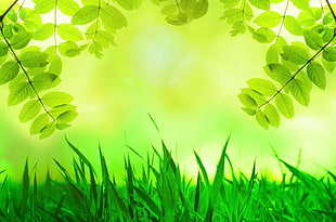 closeup photo of green grass HD wallpaper