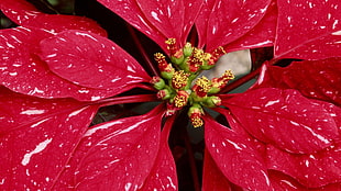 macro photography of red Poinsettia flower HD wallpaper