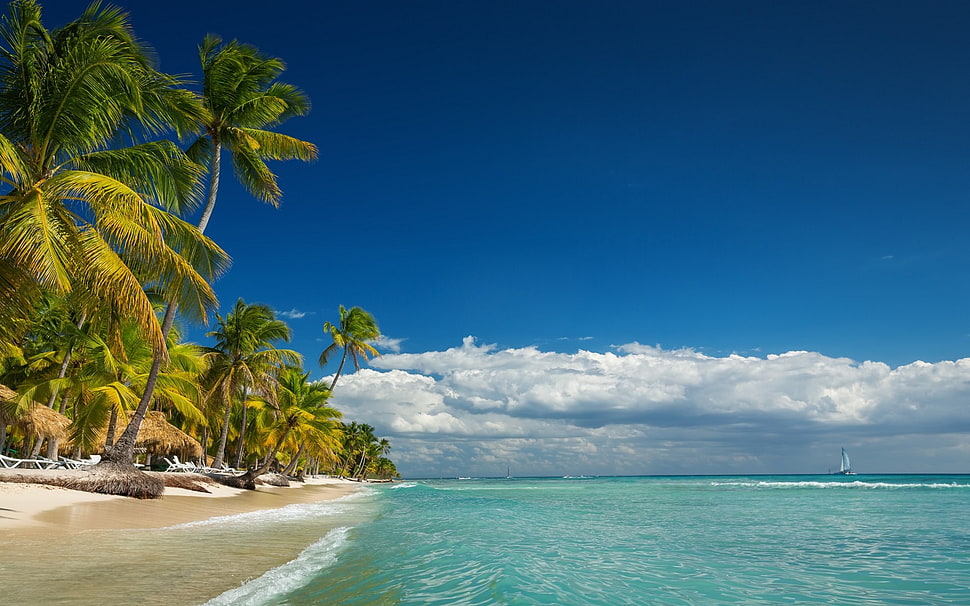 palm tree near body of water, landscape, nature, island, beach HD wallpaper