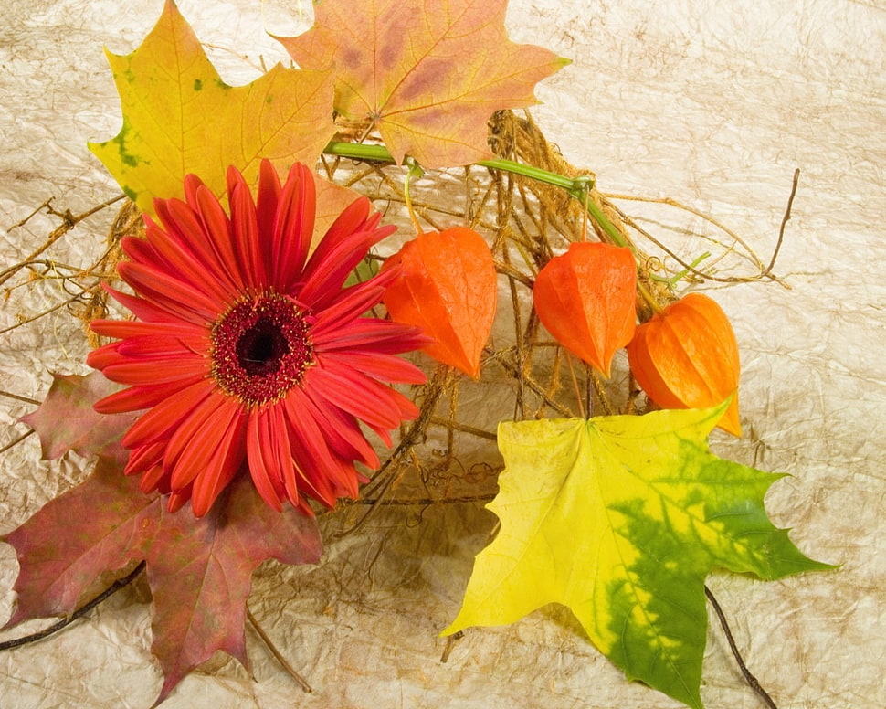red petal flower with maple leaves HD wallpaper