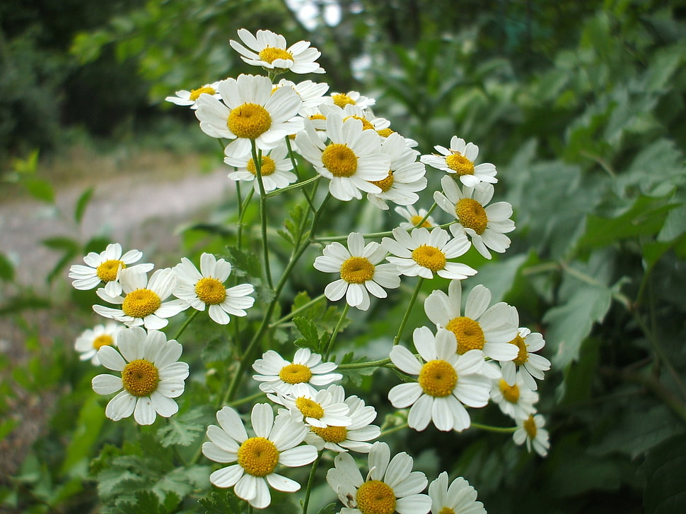 selective focus photography of white Marguerite daisy flowers HD wallpaper