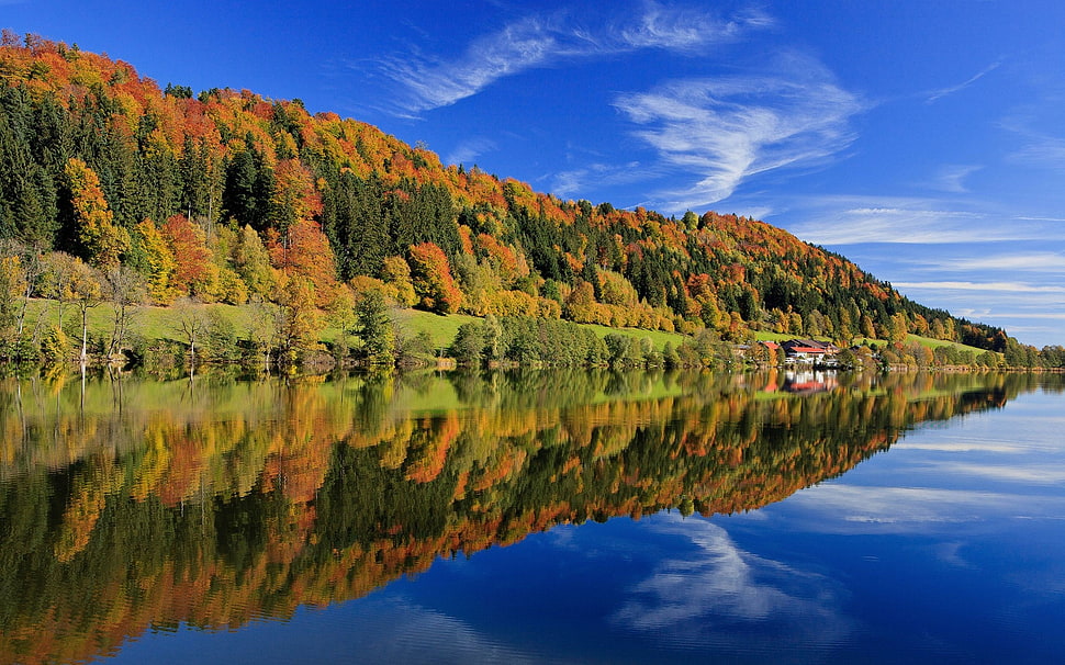 lake near maple tree HD wallpaper
