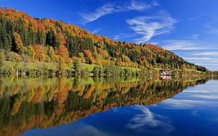 lake near maple tree