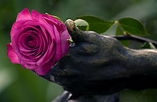 selective focus photography of pink rose on statue's hand