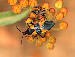 close-up photo of blister beetle on orange flower HD wallpaper