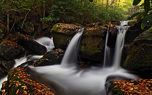 river in forest, great smoky mountains