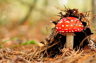 red mushroom, forest, mushroom, nature HD wallpaper