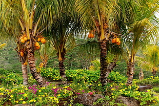 coconut trees above yellow petaled flowers during daytime HD wallpaper