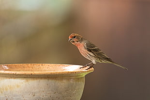 depth of field photography of sparrow bird on bird bath, house finch