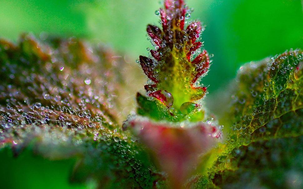 selective focus photographt of green leaf HD wallpaper