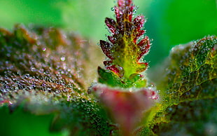 selective focus photographt of green leaf
