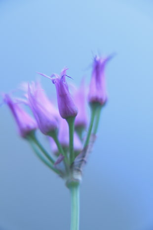 purple flower buds shallow focus photography during daytime HD wallpaper