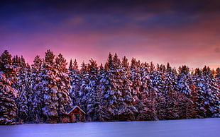brown leafed trees, hut, winter, trees, snow HD wallpaper
