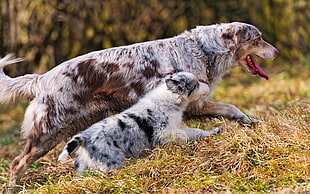 two Australian Shepherd with puppy litter HD wallpaper