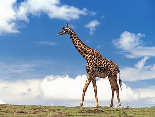 yellow and black giraffe at daylight photography