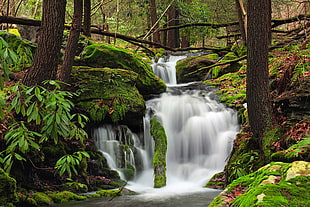 time lapse photography of water fountain in green forest