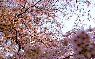 landscape photo of cherry blossom trees