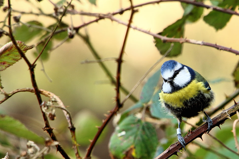 selective photo of blue and yellow short-beak bird on branch of tree, blue tit HD wallpaper