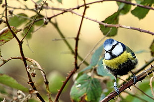 selective photo of blue and yellow short-beak bird on branch of tree, blue tit