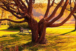 photography of tree and bench during golden hour