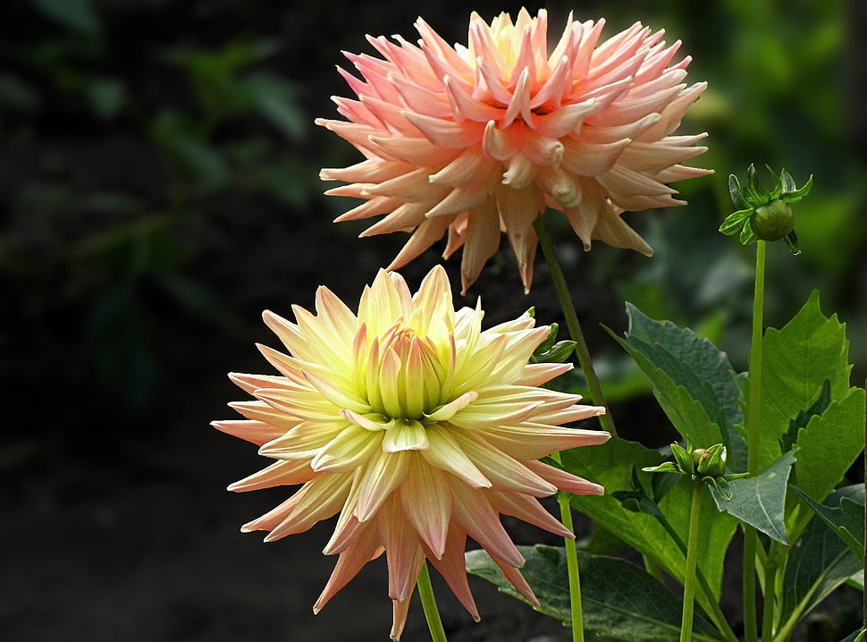 orange and yellow Dahlia flowers in selective focus photography HD wallpaper