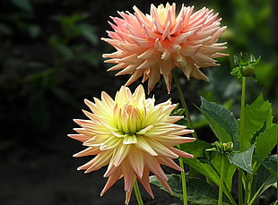 orange and yellow Dahlia flowers in selective focus photography