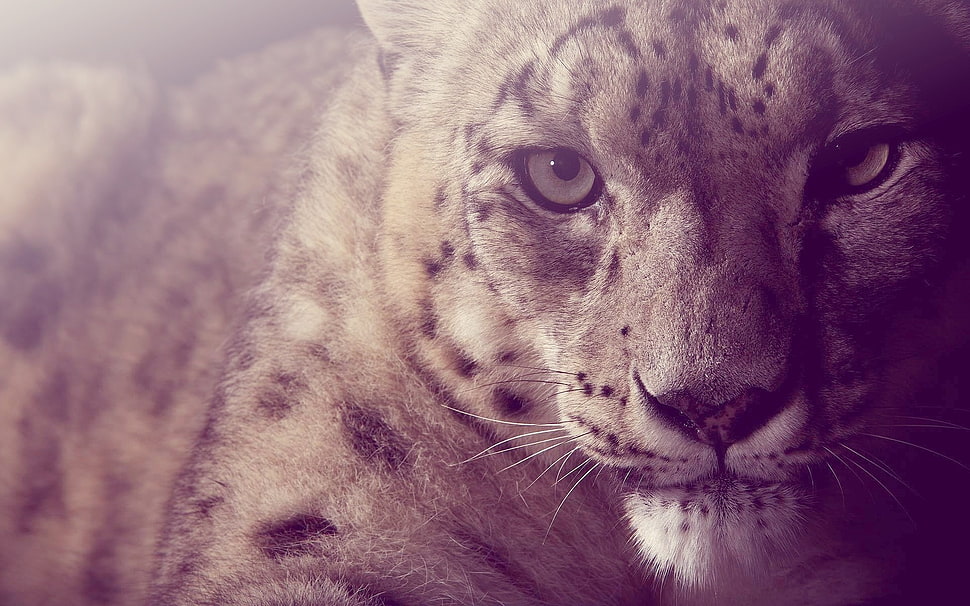 tiger photo HD wallpaper