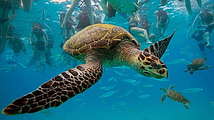 tortoise under water HD wallpaper