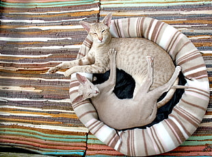 two grey cats on beige pet bed