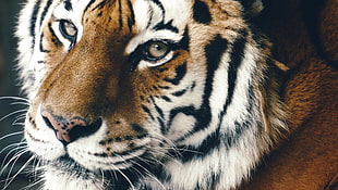 brown and white tiger, animals, mammals, tiger HD wallpaper