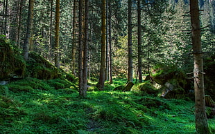 tall trees surrounded with green grasses