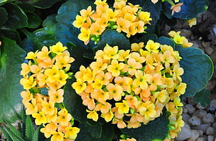yellow flower photography HD wallpaper